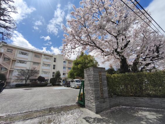 校庭の満開の桜1