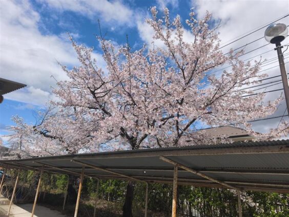 校庭の満開の桜3